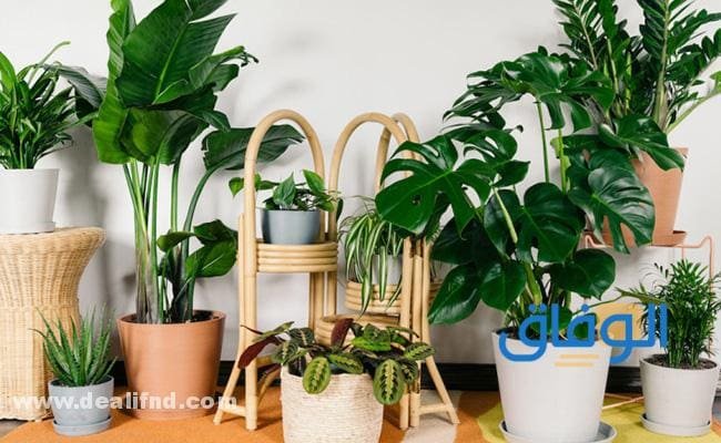 أنواع النباتات بالصور والاسماء +5 أنواع وكيفية العناية بالنباتات المنزلية!