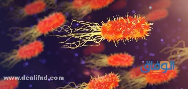 أشكال البكتيريا