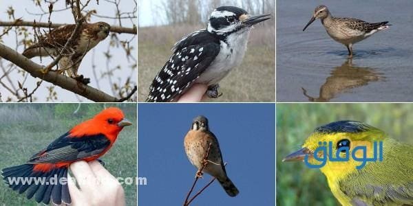 بالصور : انواع الطيور بالتصنيف!؟ (واهم المعلومات) انواع الطيور