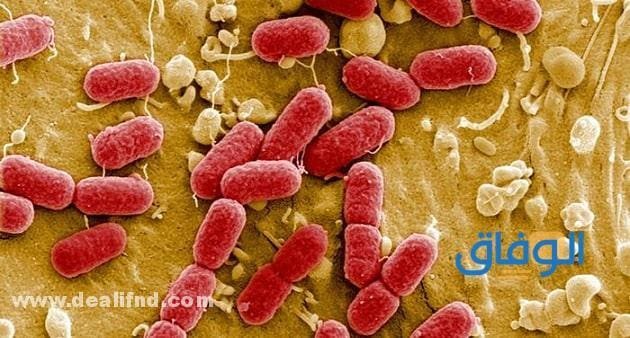 Bacteria أنواع البكتيريا في جسم الإنسان – ووظائفها !!