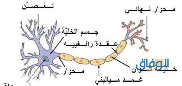 أنواع الخلايا العصبية؟ وما هي أنواع الخلايا العصبية؟ حسب التركيب؟