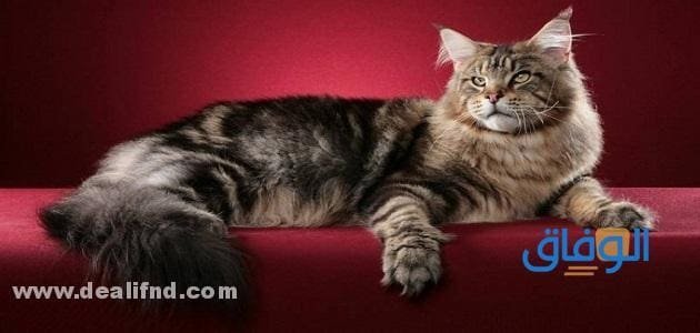 +30 : أنواع القطط بالصور : وأغلى أنواع القطط بالاسعار