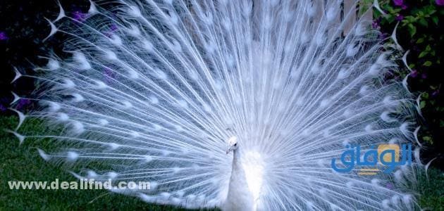 بالصور : انواع الطيور بالتصنيف!؟ (واهم المعلومات) انواع الطيور