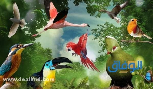بالصور : انواع الطيور بالتصنيف!؟ (واهم المعلومات)