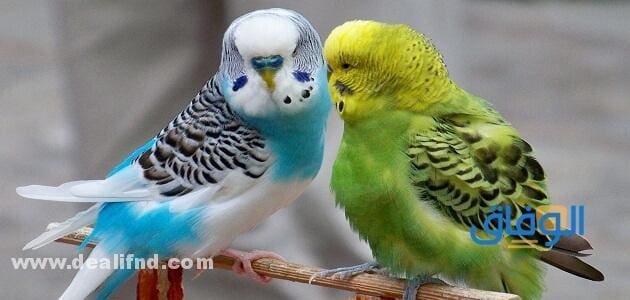بالصور (انواع العصافير المنزلية) واجمل 05 انواع انواع العصافير المنزلية