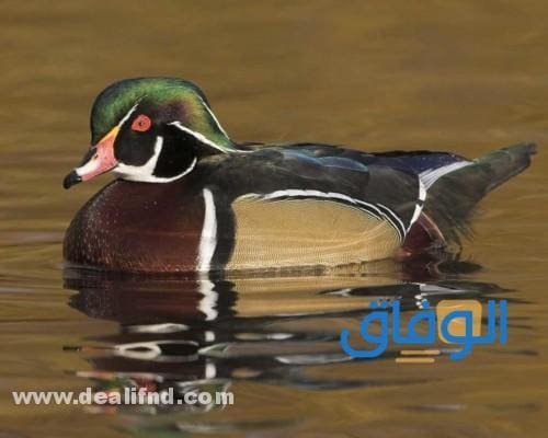 بالصور : انواع الطيور بالتصنيف!؟ (واهم المعلومات) انواع الطيور