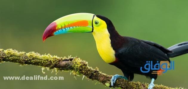 بالصور : انواع الطيور بالتصنيف!؟ (واهم المعلومات) انواع الطيور