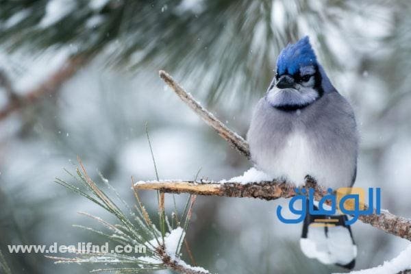 بالصور : انواع الطيور بالتصنيف!؟ (واهم المعلومات) انواع الطيور
