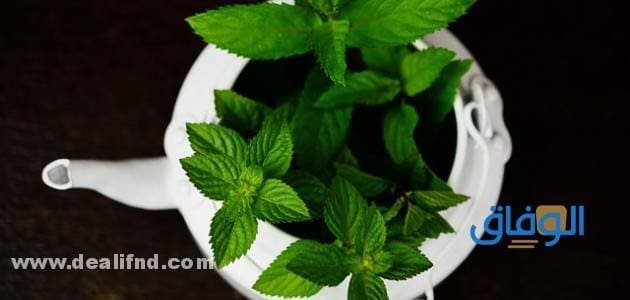 أعراض الحرارة الداخلية | وأسبابها وعلاجها طبيعيًا علاج الحرارة الداخلية طبيعيًا