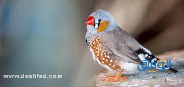 بالصور (انواع العصافير المنزلية) واجمل 05 انواع انواع العصافير المنزلية