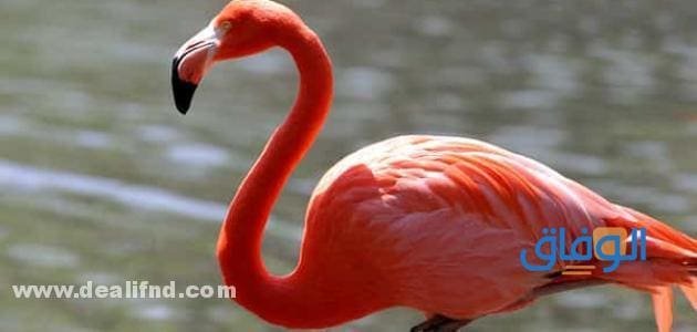 بالصور : انواع الطيور بالتصنيف!؟ (واهم المعلومات) انواع الطيور