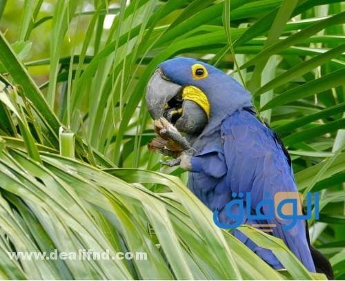 بالصور : انواع الطيور بالتصنيف!؟ (واهم المعلومات) انواع الطيور