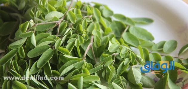 فوائد المورينجا للتخسيس