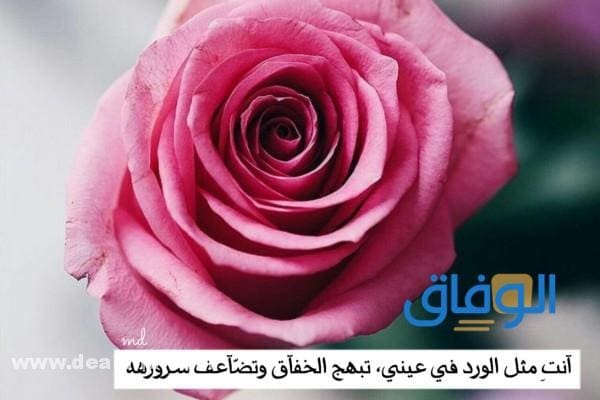 عبارات عن الورد