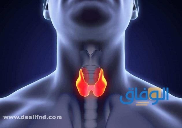 أعراض الغدة الدرقية الخاملة و07 أسباب لقصورها