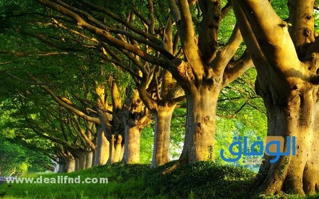 أسماء الأشجار