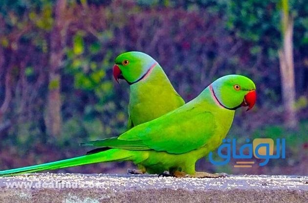 +200 (أسماء الببغاء) جديدة ومميزة!!