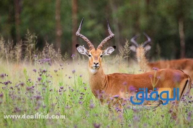 أسماء الغزال