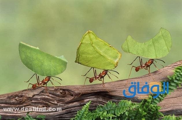 تفسير النمل في البيت