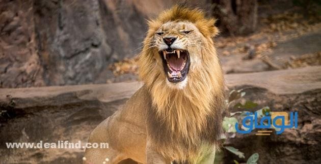 +10 تفسير حلم أسد يجري خلفي : لأشهر العلماء !! تفسير حلم أسد يجري خلفي