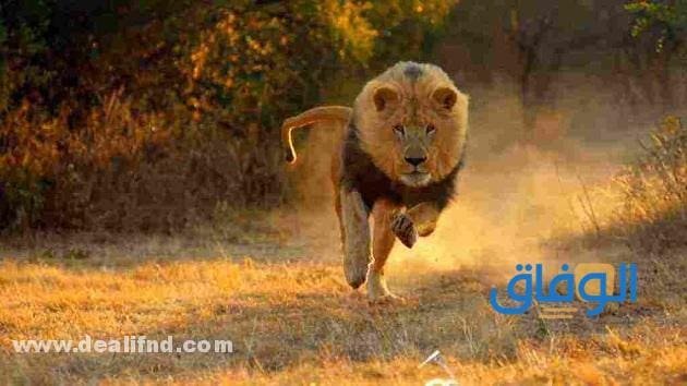 +10 تفسير حلم أسد يجري خلفي : لأشهر العلماء !!