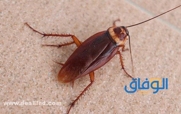 تفسير حلم الصراصير