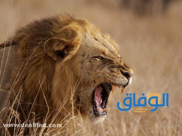 +10 تفسير حلم أسد يجري خلفي : لأشهر العلماء !! تفسير مهاجمة الأسد لابن سيرين