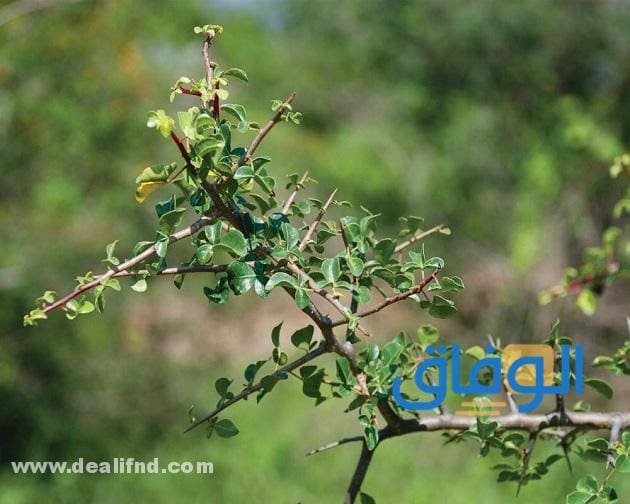 فوائد البشام