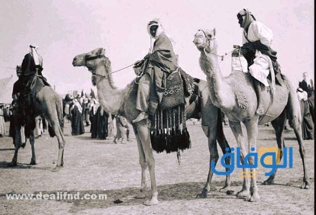 اسماء الابل عند البدو | وما هي أسماءها في القرآن الكريم