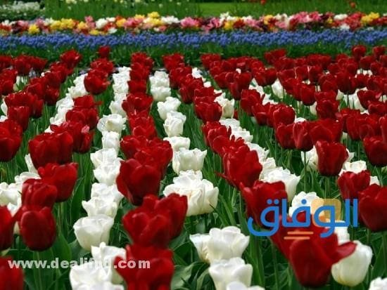 +150 أسماء أغلى الورود | أسماء الزهور العطرية والهولندية