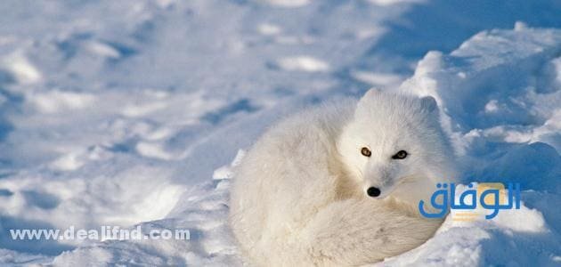 أنواع التكيف