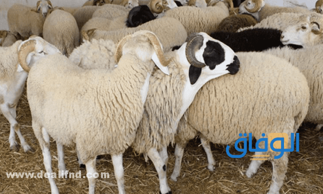 أسعار أضاحي الراجحي