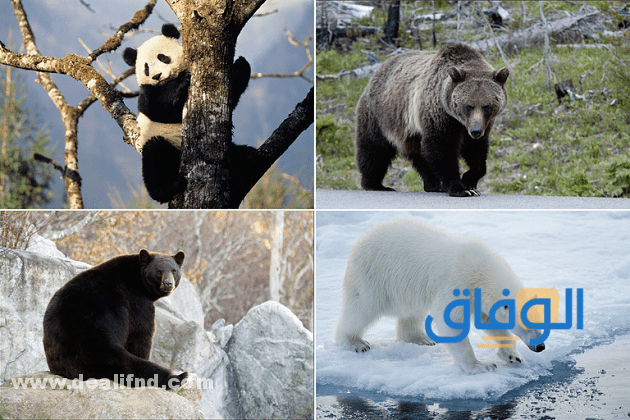 +05 أنواع الدب | وأهم صفاته !! أشهر أنواع الدببة