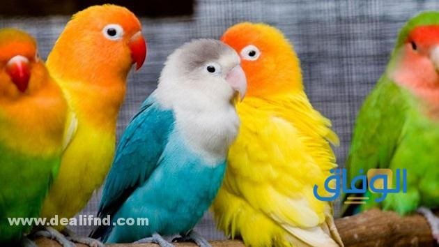 أنواع الببغاء