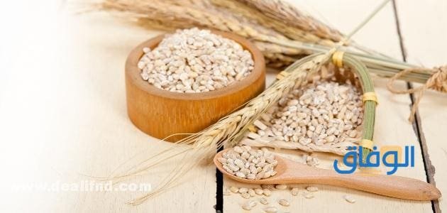 سعر طن الشعير اليوم في مصر؟ | لهذا العام 2024 أهم أنواع الشعير في مصر