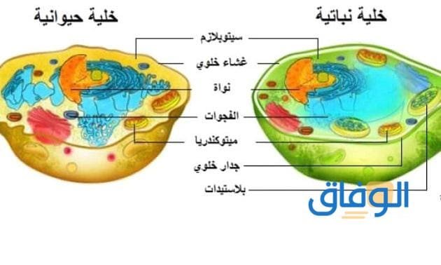 الفرق بين الخلية الحيوانية والنباتية