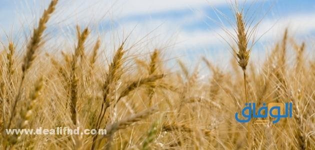 سعر طن الشعير اليوم في مصر؟ | لهذا العام 2024 سبب ارتفاع أسعار الشعير في مصر