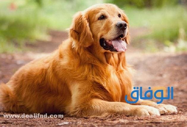 سعر كلب جولدن | في مصر كم يصل؟ سعر كلب جولدن