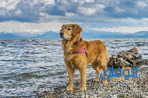 سعر كلب جولدن | في مصر كم يصل؟ صفات الكلب الجولدن
