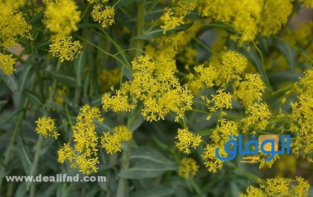 عشبة الوسمة (فوائدها + طرق استخدامها)