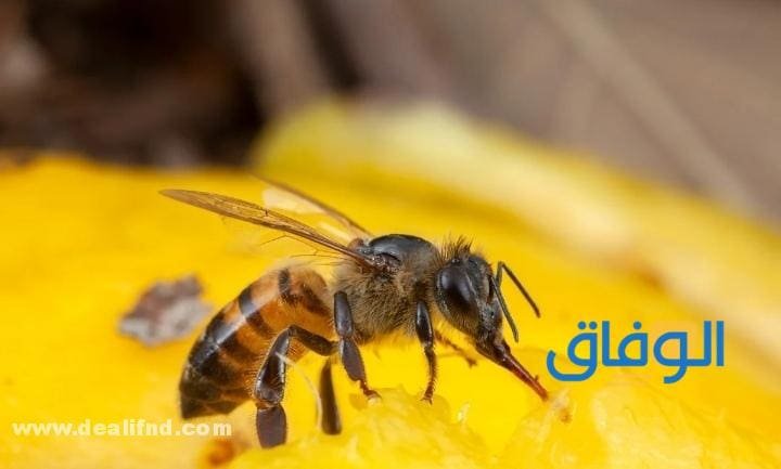 انواع النحل؟ وما هي مميزاته كل نوع