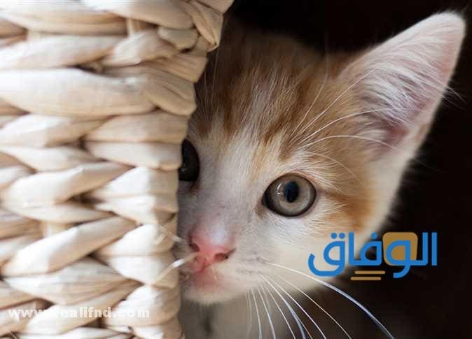 فوائد القطط
