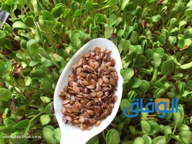 فوائد الرشاد