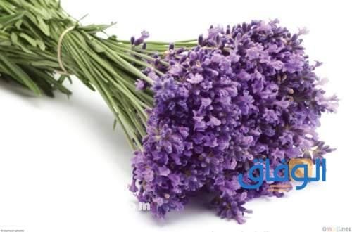 فوائد اللافندر