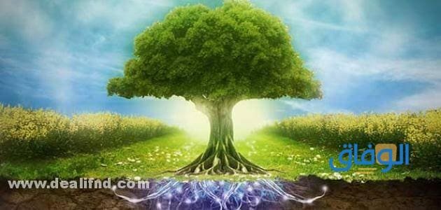 تأثير التفاعلات الكيميائية على البيئة