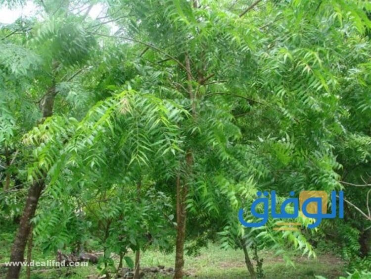 فوائد شجرة النيم فوائد شجرة النيم