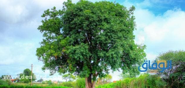 فوائد شجرة النيم