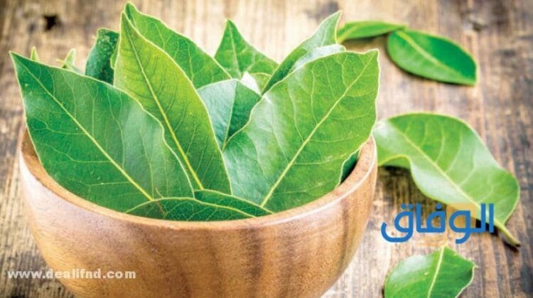 فوائد ورق الغار