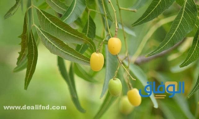 فوائد شجرة النيم فوائد شجرة النيم