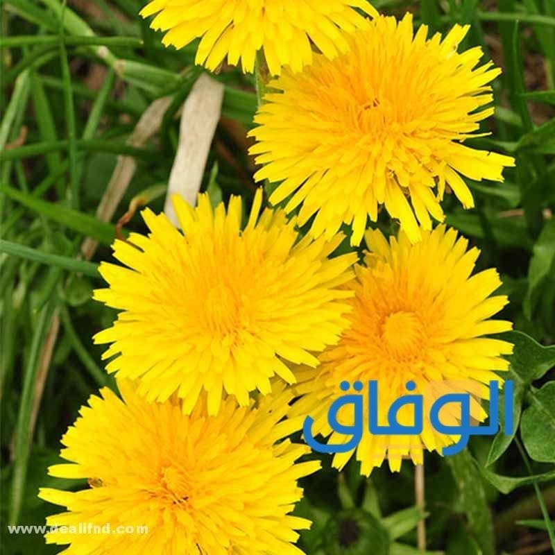 فوائد الهندباء